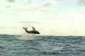 Great white shark breaching, Nikon D2H