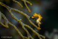 Denise's pygmy seahorse (Hippocampus denise)
Taken at Moalboal, Cebu Island, Philippines
#diving #hippocampus #macro #philippines #pygmy #seahorse #underwater #yellow