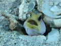Yellow Head Jawfish with eggs at St. Croix's Swirling Reef of Death site.
