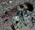 Interesting shrimp, Seraya, Indonesia