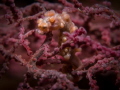Pigmy seahorse in the Liberty Wreck, Tulamben