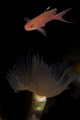 double exposure: the anthias and the serpulid worm