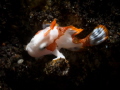 Juvenile clown frogfish