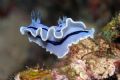 Nudibranch on sponge. EOS 10D with Sea & Sea housing and strobes.