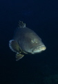 One of the biggest brown grouper I never see in my life, around 40 kg. Dive site 