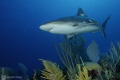Cruising by the reef.
Caribbean Reef Shark

@Gran Cayman
Nikon D700
Sea & Sea Housing
Nikon 16-35mm
Inon Z240 (x2)