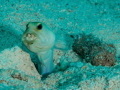 A yellow headed jawfish cleaning out his burrow.