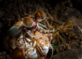 Mantis shrimp's eyes