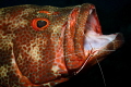 Grouper with cleaning shrimp