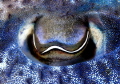 An eye of a cuttlefish. Only the colors has been converted.