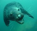 Peckish grey seal in the Farne islands. They allways come after me because all my gear is yellow!