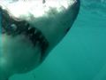 Teeth need brushing? Great White Shark. Dyer Island. South Africa.