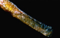 Posidonia's pipe fish (Syngnathus typhle)