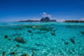 Attempt to mid water/air photo while in the Lagoon of Bora Bora.