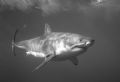 Great White Shark taken at Isla Guadalupe. This shot was taken from a cage using natural light.