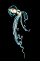 Pelagic octopus, free swimming at night off Kona, Hawaii - full size portrait version