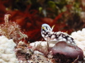 Nudibranch posing for the camera