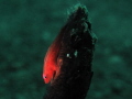 Whip Coral Goby with torch