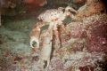 Picture take on the Molassas Reef near Key Largo Florida. Beautiful Crab