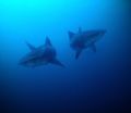 Double Tiger trouble. 2 Tiger sharks coming towards me split away at last mintue. Nikonos V and 15 mm lens