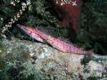 Nice pair of long nosed hawkfish on a ledge