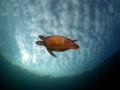 My flying turtle taken at Heron Island.