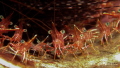 I'm watching you! 
Cleaner shrimp - Seraya Secrets, Tulamben, Bali