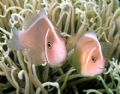 Cute pair of skunk anemone fish on a Bunaken dive site.