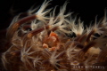 Soft Coral crab waving in the current.
Pong-Pong, Tulamben, Bali