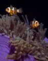 clownfish pair, Similans