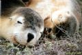 Sleeping Sea Lion pups at the Abrolhos Islands. Very Cute!!!