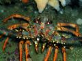 Big angry crayfish, or spiny lobster