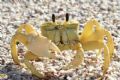 ghost crab canon 20d