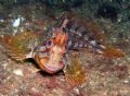 Tompot blenny off the South Coast of England. He made a good 'Rudolph' for our Xmas cards!