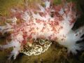 Giant Nudibranch at Sund Rock in hood canal. Water temp: balmy 49 degrees and depth is 71'.