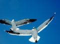 Gull in flight, Kaifoura coast, New Zealand...