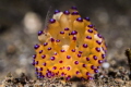 Nudibranch and cleaner shrimp