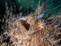 Blue Heron Bridge - I love how this frogfish seems amazed at the lights and cameras hovering around his rock.