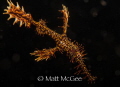 Ornate ghost pipefish in Lembeh Strait, North Sulawesi, Indonesia. Shot with Canon 5D mark 3, in Ikelite housing, with 2 Ikelite ds 125 strobes, with a snoot. Underwater photography by Matt McGee. More images at www.mattmcgeephotography.com
