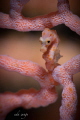 denise pygmy seahorse no crop 105 mm + 15 saga