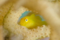 H I D I N G
Yellow hairy goby (Paragobiodon xanthosoma)
Anilao, Philippines. August 2014