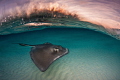 Stingray Sunrise Stingray Sunrise