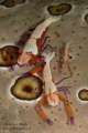 Emperor Shrimp family Anilao Phillippines Emperor Shrimp family Anilao Phillippines