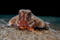 Batfish Batfish