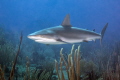 My first reef shark 2015 at Guanica PR. My first reef shark 2015 at Guanica PR.