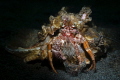 Anemone Hermit Crab Anemone Hermit Crab