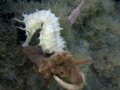 Longnose
Longnose Seahorse at the bridge today. Longnose
Longnose Seahorse at the bridge today.