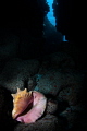 Illumination There are lots of lovely swim throughs in Cayman. I came up this conch shell at the entrance to one. Illumination There are lots of lovely swim throughs in Cayman. I came up this conch shell at the entrance to one.