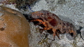 Spanish Lobster out for a walk during a night dive..... Spanish Lobster out for a walk during a night dive.....