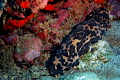 Sea Cucumber....looks like chocolate chips Sea Cucumber....looks like chocolate chips